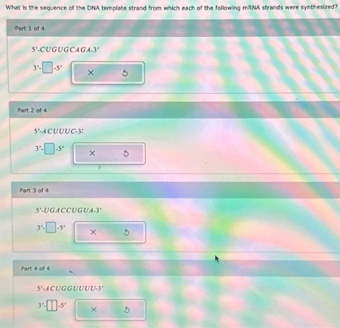 Solved What is the sequence of the DNA template strand from | Chegg.com