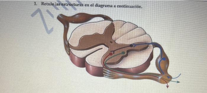 1. Rotule las estructuras en el diagrama a continuación, 7