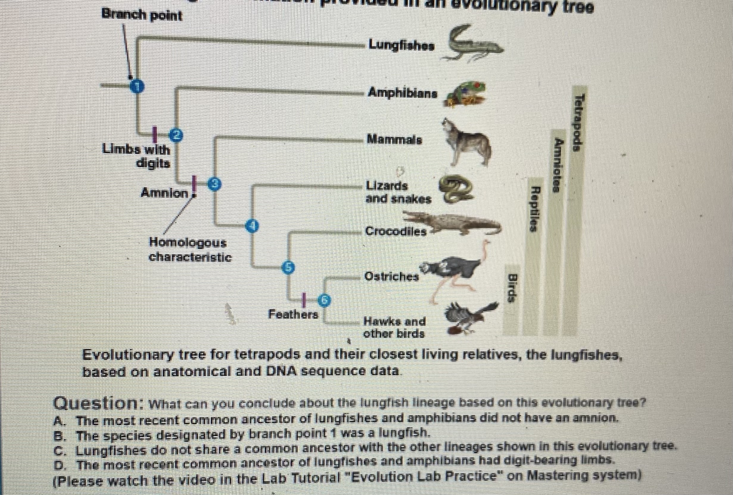 Solved What can you conclude about the lungfish lineage | Chegg.com