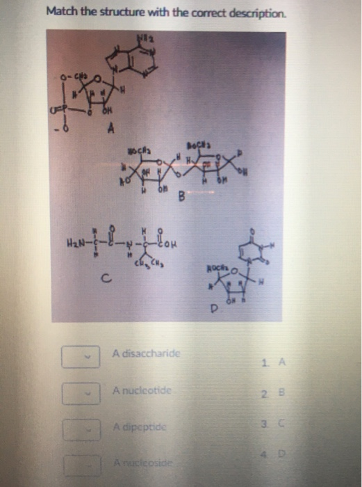 Solved Match the structure with the correct description. Na | Chegg.com