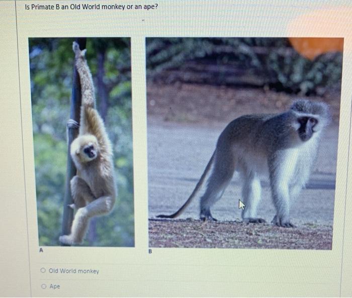 Solved Use The Primate Pictures Depicted Below To Answer | Chegg.com