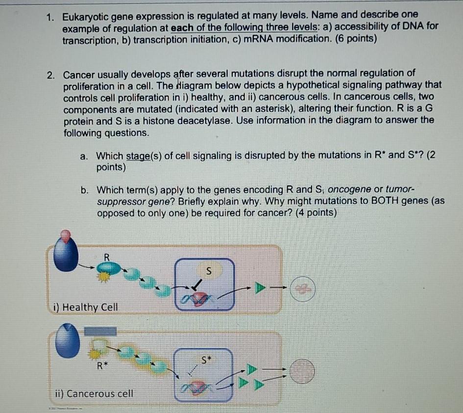 Solved 1. Eukaryotic gene expression is regulated at many | Chegg.com