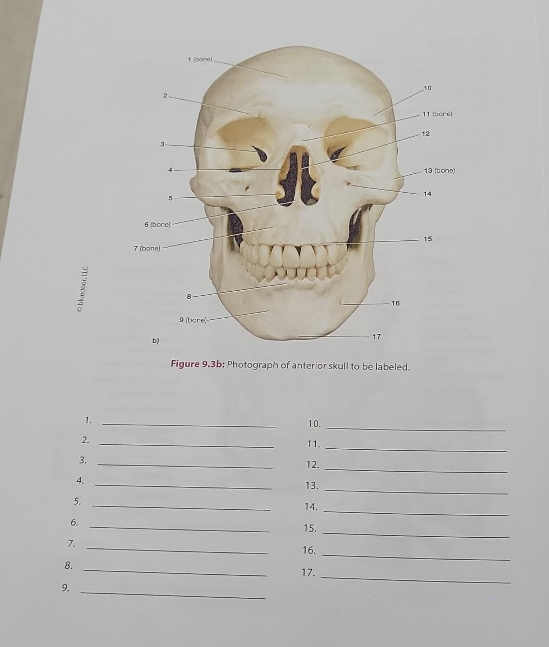 Figure 9.3b: Photograph of anterior skull to be labeled. 1. 2. 3. 4. 5. 6. 7. 8. 9. 10. 11. 12. 13. 14. 15. 16. 17.