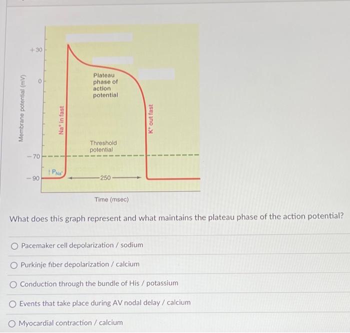 solved-30-plateau-phase-of-action-potential-membrane-chegg