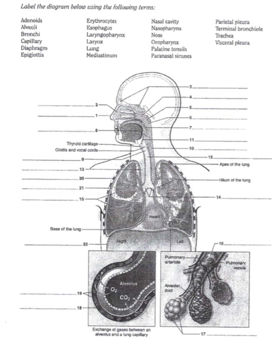 Label The Diagram Below Using The Following Terms Chegg Com