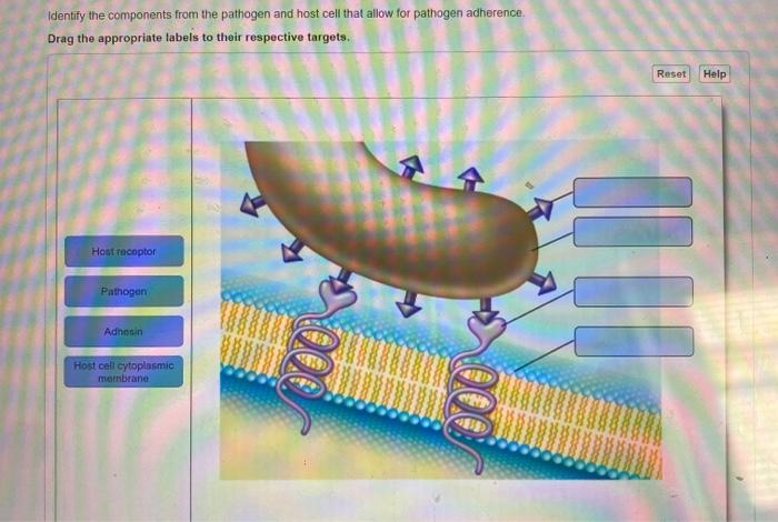 Solved Identify the components from the pathogen and host | Chegg.com