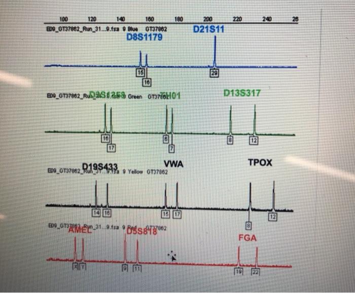 Electropherogram Interpretation The semen stain found | Chegg.com