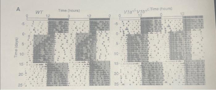 Solved 14. The figure above shows double-plotted actograms | Chegg.com