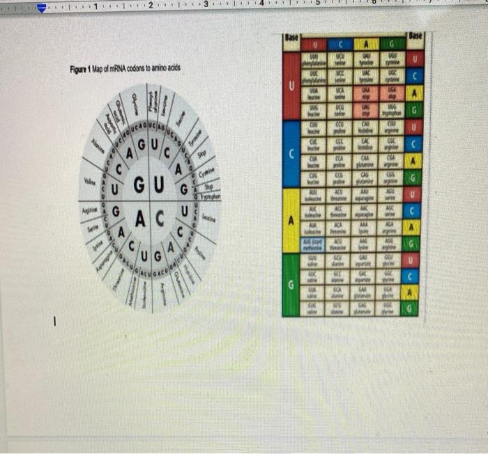 Solved .L. .. 3 aseg Base VH) AL Figure 1 Map of mRNA codons | Chegg.com
