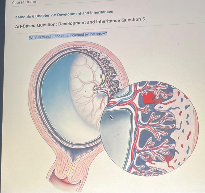 Solved ArtBased Question Development and Inheritance