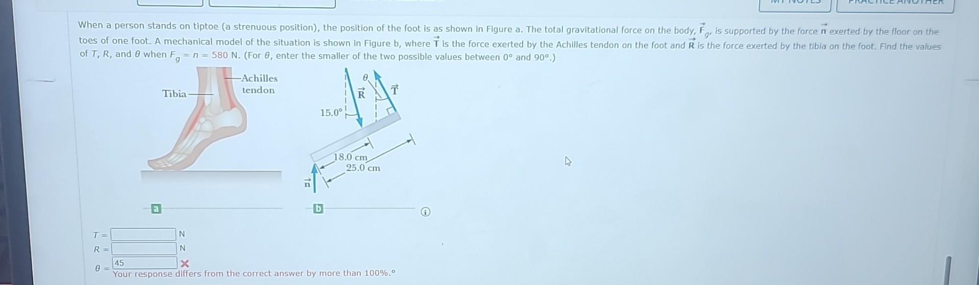 Solved Then A Person Stands On Tiptoe (a Strenuous | Chegg.com