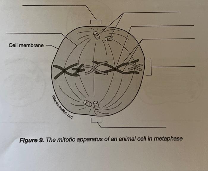 Figure 9. The mitotic apparatus of an animal cell in | Chegg.com