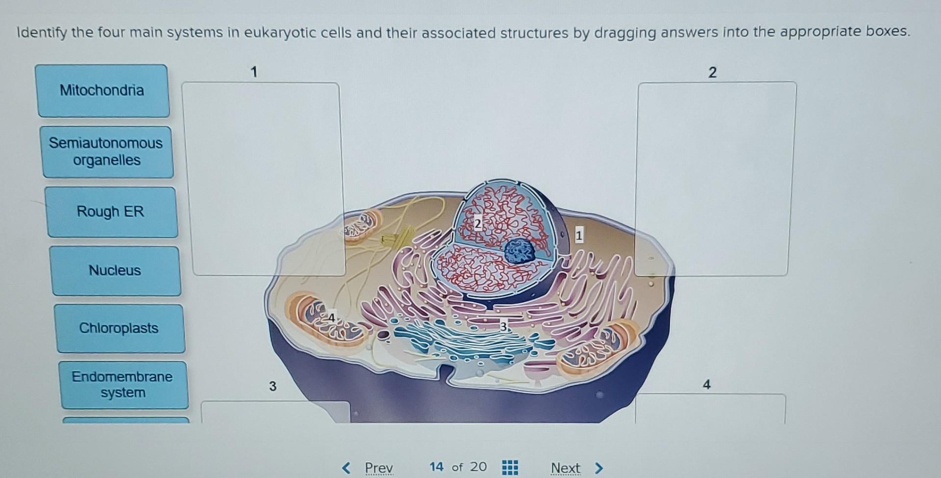 Solved Identify the four main systems in eukaryotic cells | Chegg.com