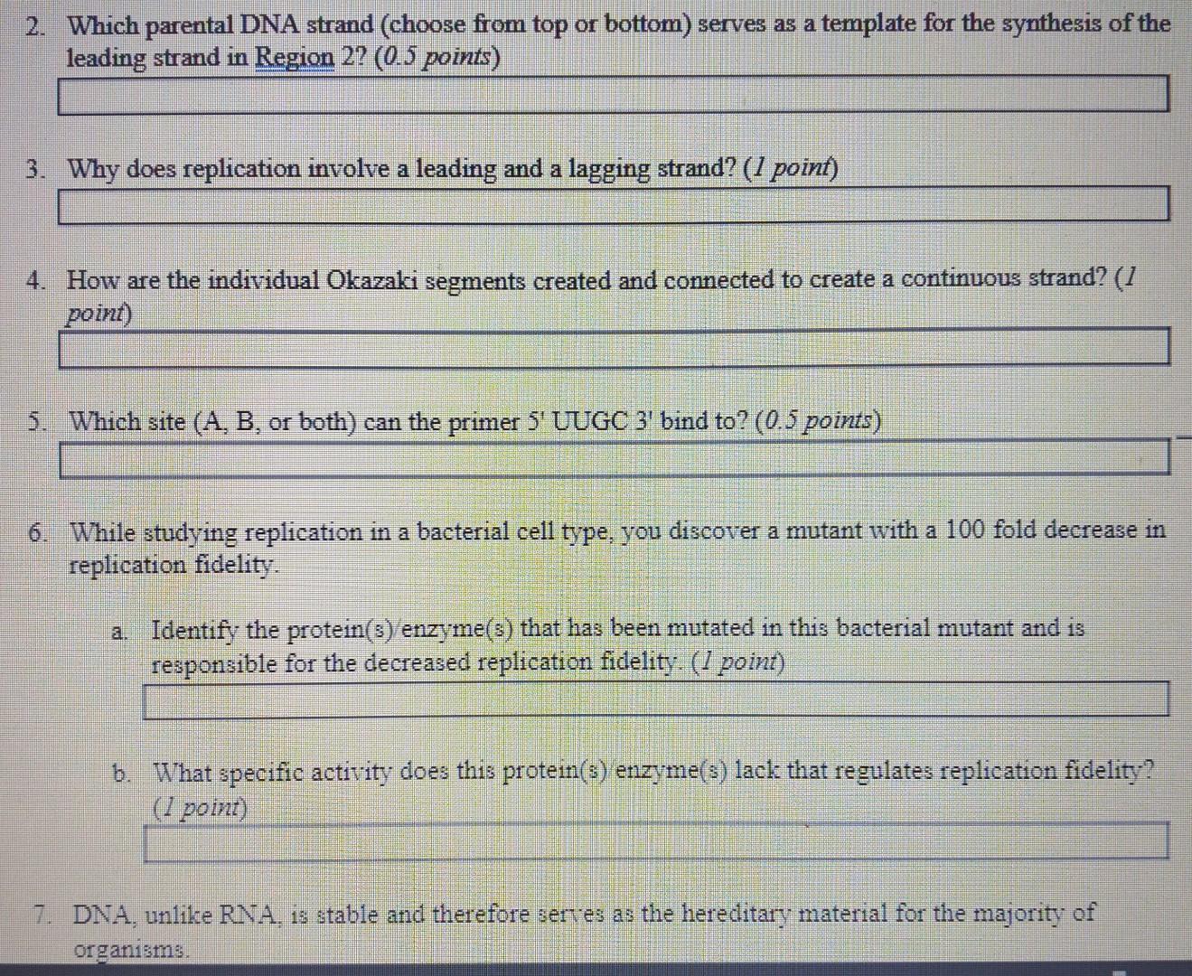 Solved A diagram of a replicating DNA in a bacterial cell is | Chegg.com