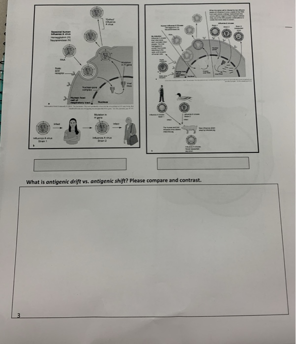 Solved What is antigenic drift vs. antigenic shift? Please