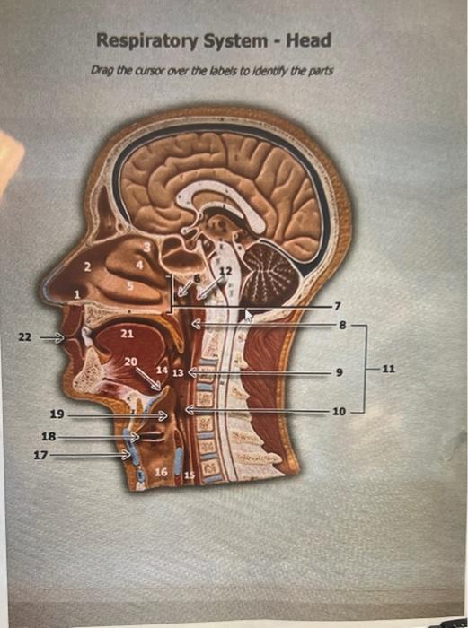 Respiratory System - Head Drag the aursor over the labets to identin the parts