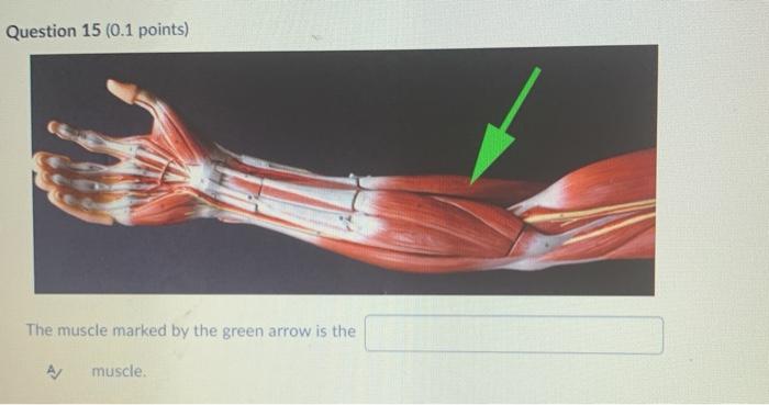 Question 15 (0.1 points) The muscle marked by the green arrow is the A/ muscle.