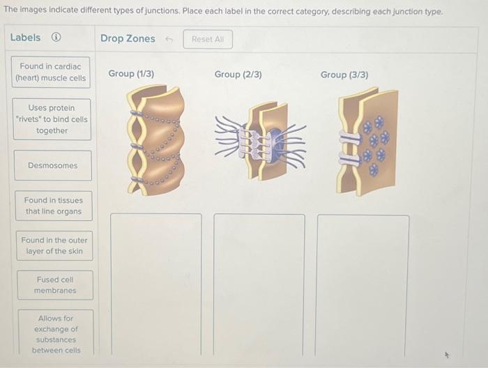 Solved The images indicate different types of junctions.
