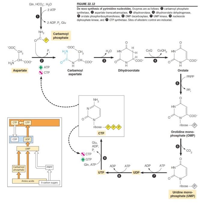 Solved FGURE 22.12 De novo synthesis of pyrimidine | Chegg.com