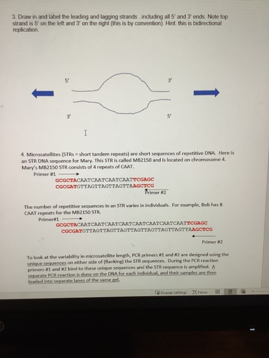 Solved 3. Draw in and label the leading and lagging strands | Chegg.com