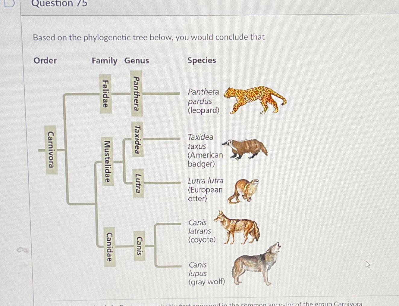 Solved Question 5Based on the phylogenetic tree below you Chegg
