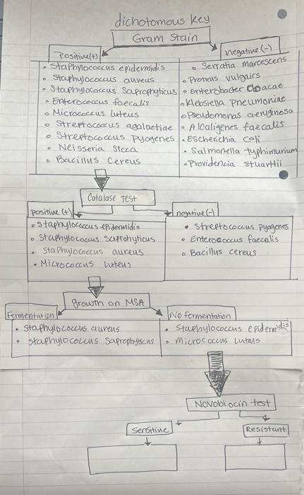 Solved hey, can you generate a dichotomous key flow chart | Chegg.com