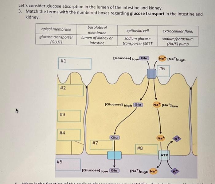 Solved Let's consider glucose absorption in the lumen of the | Chegg.com
