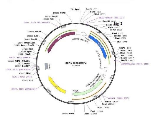 Solved 1.) Imagine you digested your plasmid PBA 3-M Tage | Chegg.com