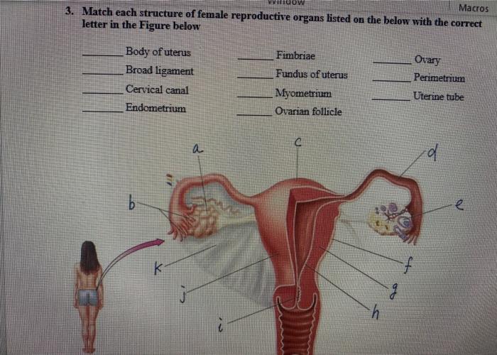 Solved Macros 3. Match Each Structure Of Female Reproductive 