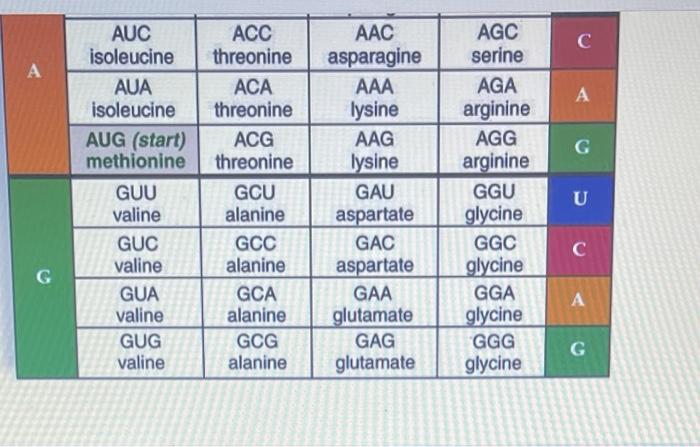 Solved Select all of the following that represent a codon | Chegg.com