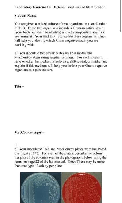 Laboratory Exercise 13: Bacterial Isolation And | Chegg.com