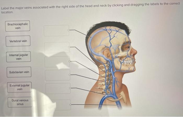 major vein in neck