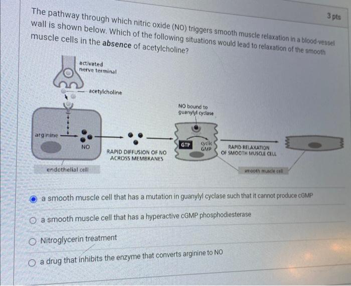 Solved The pathway through which nitric oxide (NO) triggers | Chegg.com