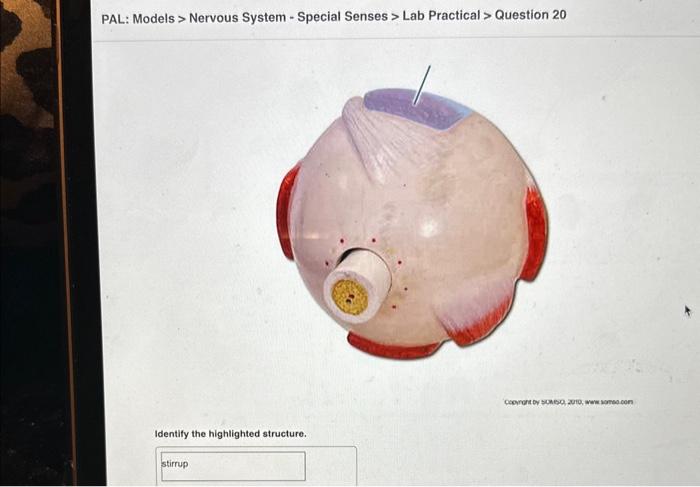 Solved PAL: Models > Nervous System - Special Senses > Lab | Chegg.com