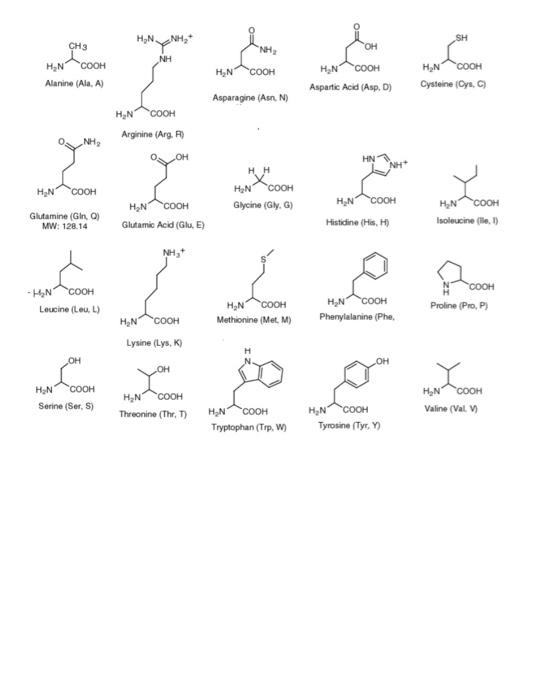 Solved Using the amino acid chart on the back of this | Chegg.com