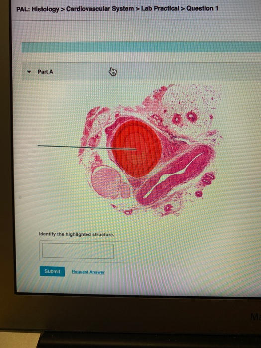 Solved PAL Histology > Cardiovascular System > Lab Pract...