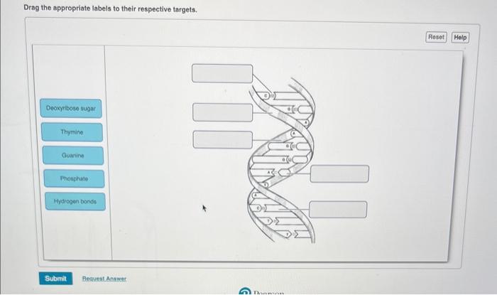Solved Drag the appropriate labels to their respective | Chegg.com