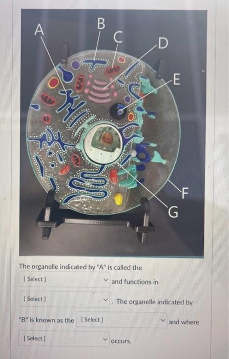 Solved The structure indicated by 