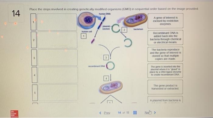 In modified genetically involved bacteria? creating what is Genetically modified