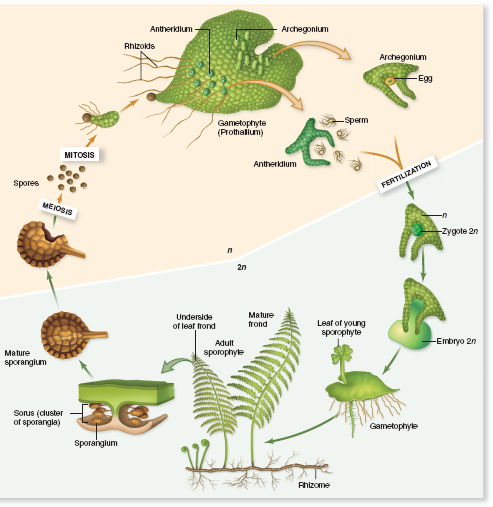 A. Like Bryophytes, Ferns Require Water For Fertilization. 