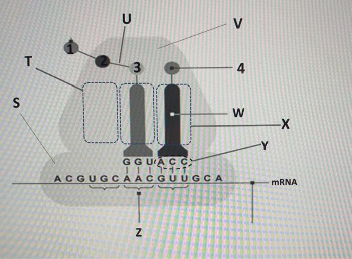 Solved Use the genetic code table and the image of | Chegg.com