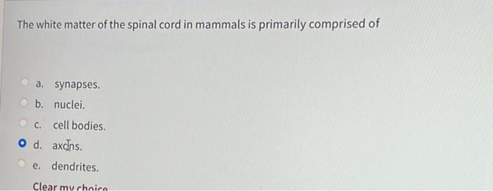 Solved The white matter of the spinal cord in mammals is | Chegg.com