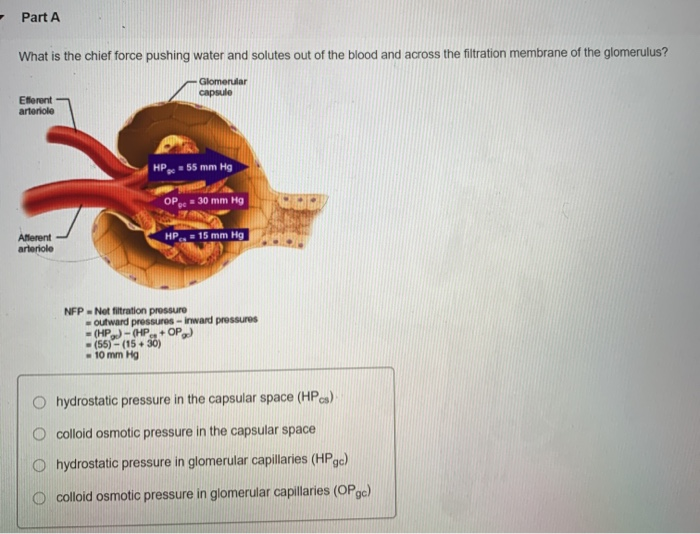 Solved Part A What is the chief force pushing water and