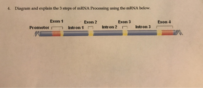 Solved 4. Diagram and explain the 3 steps of mRNA Processing | Chegg.com