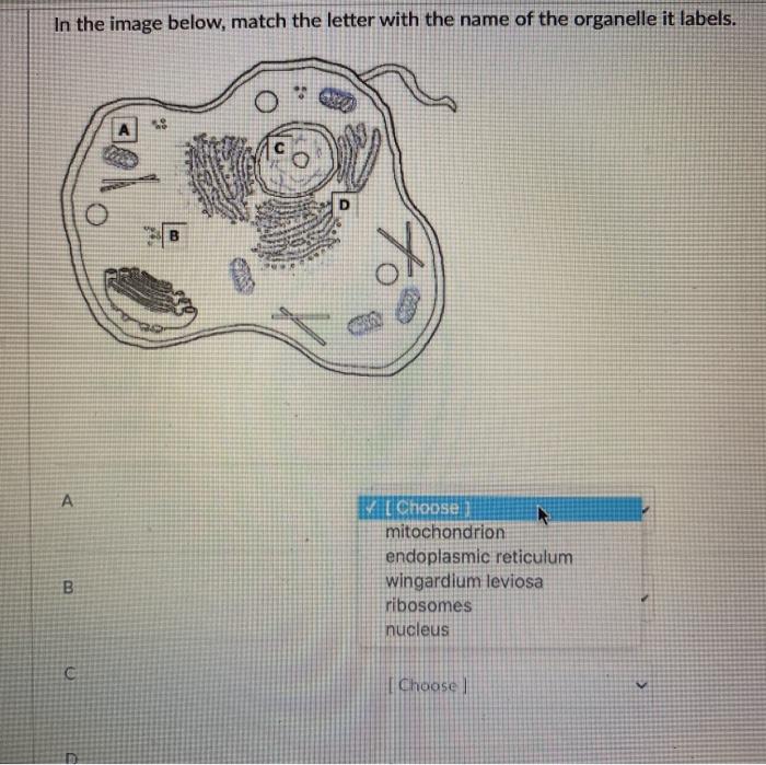 Solved In the image below, match the letter with the name of | Chegg.com