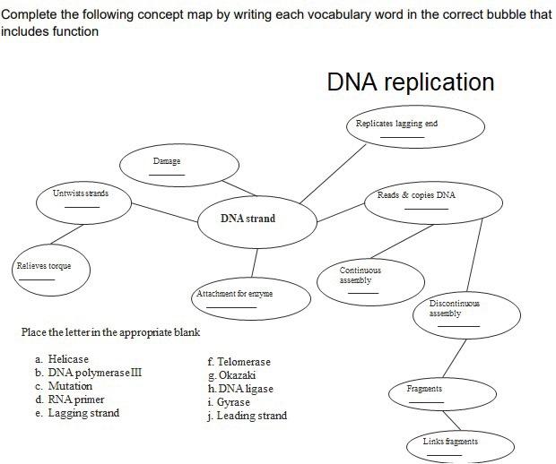 Dna Replication Concept Map   Image