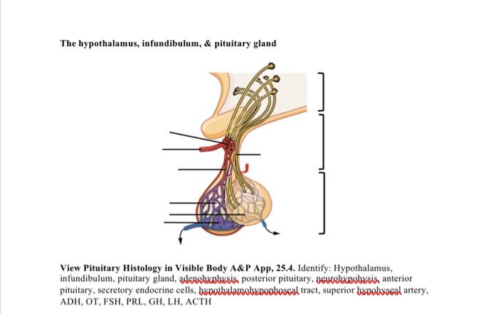 Solved The hypothalamus, infundibulum, \& pituitary gland | Chegg.com