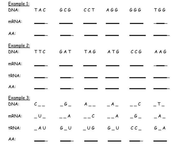 transcription and translation worksheet answer key