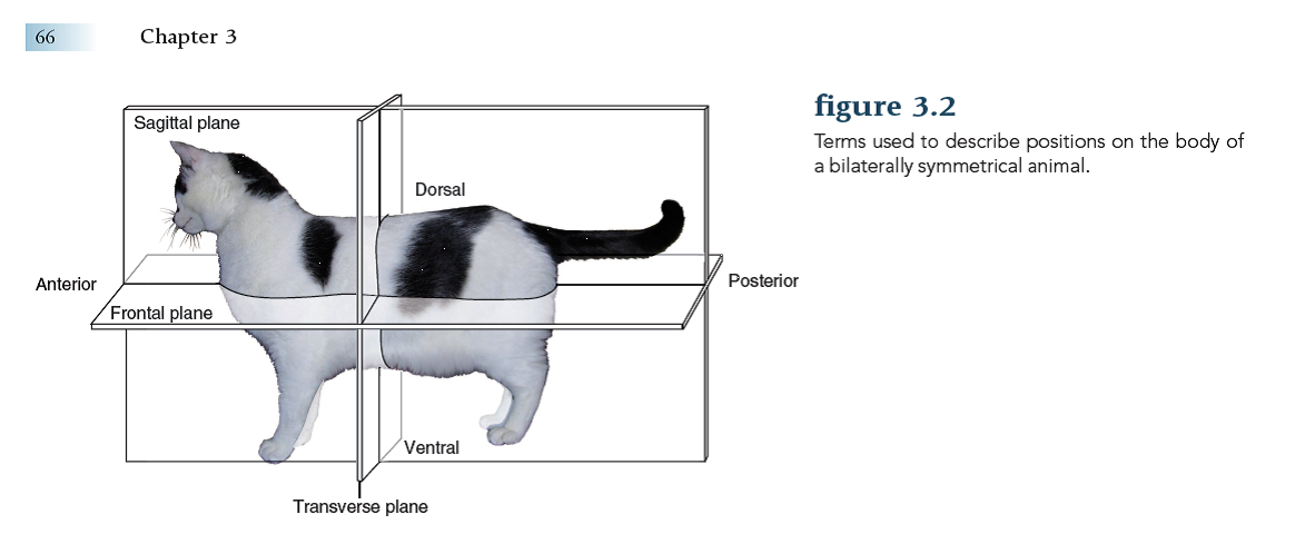 Solved Use The Following Terms To Identify Regions On Your Bod Chegg Com