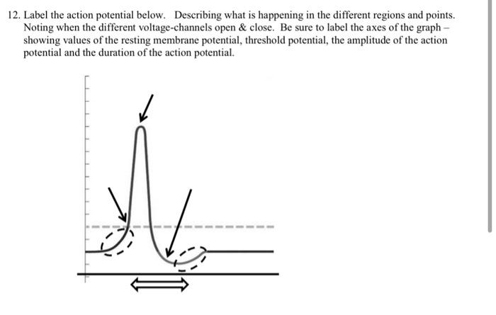 Solved 12. Label the action potential below. Describing what | Chegg.com